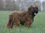 BRIARD 297